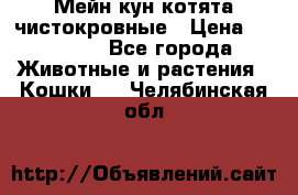 Мейн-кун котята чистокровные › Цена ­ 25 000 - Все города Животные и растения » Кошки   . Челябинская обл.